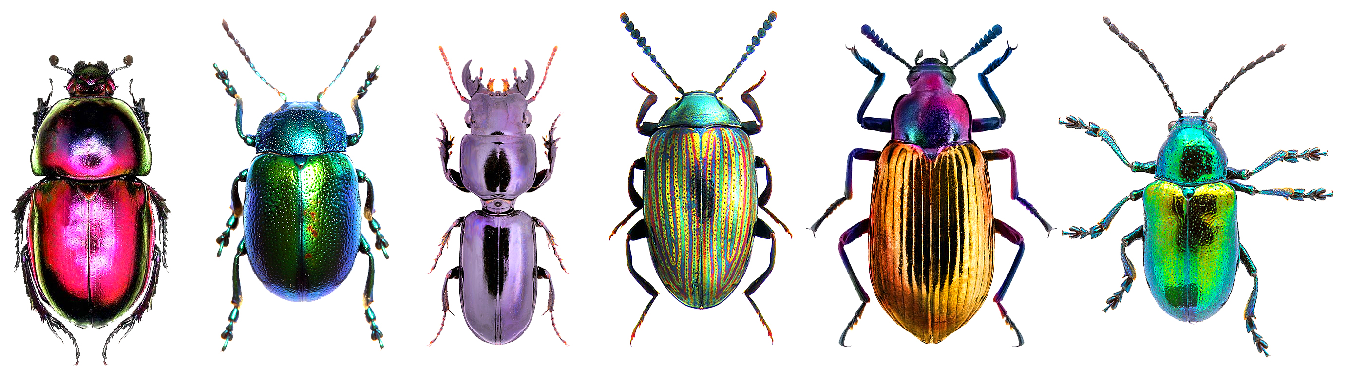 Weird Science: An Inordinate Fondness for Beetles